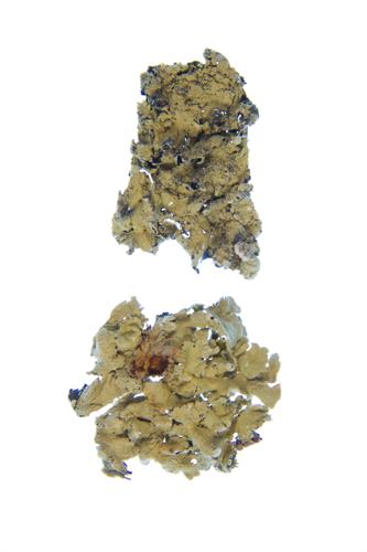 Common Greenshield Lichen 
